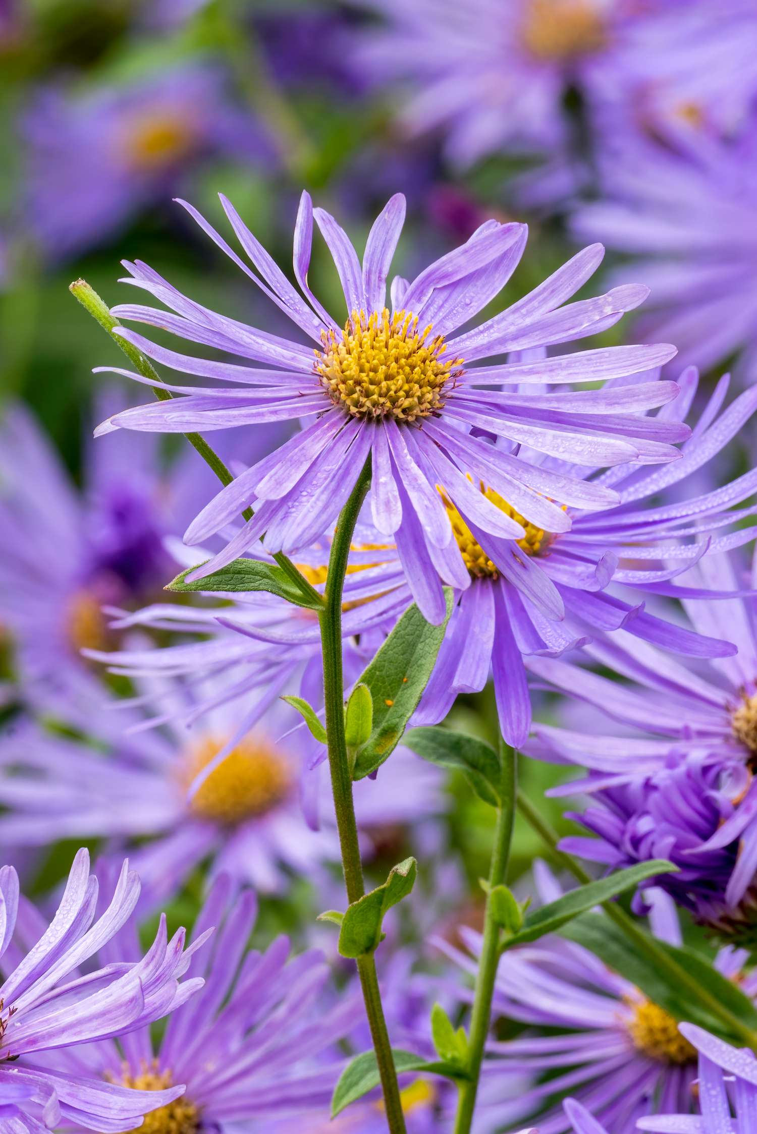 Nappiasteri 'Mönch' (Aster × frikartii)
